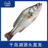 片言片鱼 千岛湖生态河鲈鱼 净膛后1.6斤 2-3条  冰鲜源头直发年货节 礼盒