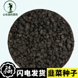 三喜农场 韭菜种子割茬紫根韭菜种籽韭菜籽季阳台种孑可泡茶泡酒男性持久 韭菜种子一斤