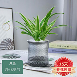 欧悟 室内办公桌面绿植净化空气除甲醛水培植物小绿植花卉盆栽绿萝 金边吊兰 带盆栽好