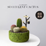 仙人掌盆栽组合多肉植物小仙人球办公室桌面绿植创意生日礼物送礼 栽好成品【绿圆石孔】A套餐含摆件