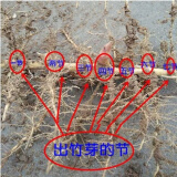 绿植花卉大楠竹大型楠竹种竹根苗毛竹庭院竹子根笋竹四季食用南竹北 毛竹根7芽节一根 20cm(含)-30cm(不含)