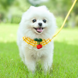 阿莫尔宠物狗狗花边牵引绳胸背带狗绳博美泰迪比熊遛狗绳小型幼犬狗链子 黄色（加绳子） S-小型(3-8斤)