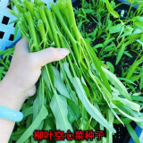 空心菜种子柳叶白梗空心菜小叶青菜种籽阳台盆栽大田四季蔬菜种子 柳叶空心菜种子【1包 约50粒】