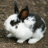 朗缤 兔子活体宠物兔活体新西兰肉兔公主兔小白荷兰侏儒活物兔子宠物 花背熊猫公主兔1只