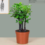 想开小叶紫檀盆景树桩植物老桩盆栽客厅桌面室内绿植好养树苗四季常青 老桩多杆小叶紫檀简装（不含盆） 带盆栽好