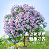 海蒂的花园旗舰店月季花卉盆栽小苗灌木蔷薇阳台观赏南北方四季可种原盆原土 蓝色阴雨15cm盆 含盆