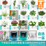 绿有意绿植盆栽多肉花卉盆栽植物室内桌面水培绿植办公室客厅植物懒人 1盆自选】植物和盆颜色请备注