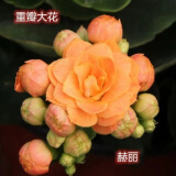 奈园（ny）稀有长寿花盆栽重瓣四季开花客厅阳台带花带花苞室内花卉 130赫丽 带盆栽好