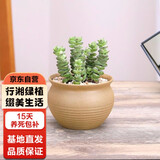 行湘钱串子仙人掌多肉植物钱串子多肉盆栽  钱串子+素陶盆 源头直发