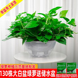 绿有意大叶绿萝盆栽壁挂除甲醛长藤绿萝水培绿箩爬墙垂吊兰植物净化空气 360白色大盆短藤吸水绿萝+肥