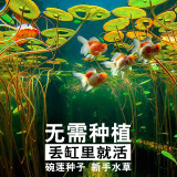 余三哥（yusange）碗莲鱼缸造景水草懒人新手造景四季莲荷种子睡莲草缸水草种子装饰 碗莲子40粒(已开口)