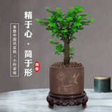 想开小叶紫檀盆景树桩植物老桩盆栽客厅桌面室内绿植好养树苗四季常青 单杆小叶紫檀+紫砂1361+底座 带盆栽好