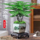 花行榜文竹盆栽绿植物室内客厅中式禅意盆景办公室摆件高端花卉源头直发