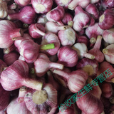 鹿凌青2024年新蒜紫白皮大蒜鲜干蒜头农家香蒜土蒜新鲜干红皮大蒜头产地 带箱【精选装】净重9斤 10斤