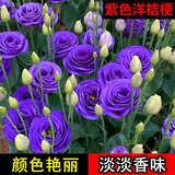 重瓣洋桔梗花种子春夏播种开花易活花卉种孑阳台庭院室外花种籽子 洋桔梗种子【紫色】300粒