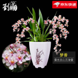 劉閣蘭花奶香味梦香兰 现带浓香花苞出售 香水文心兰花卉绿植盆栽跳舞兰 粉色梦香7苗 年底开花 带大白盆