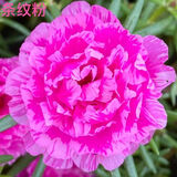 千叶林混色重瓣太阳花苗室内外盆栽阳台马齿览太阳花四季开花 玫红色（10棵苗) 不含盆