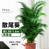 中梦散尾葵植物盆栽客厅大型绿植室内办公室凤尾竹盆景天堂鸟花卉 散尾葵1.35-1.6米+简易盆