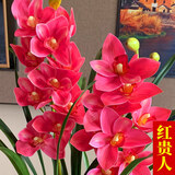 超香兰花 红贵人浓香型盆栽四季好养建兰花卉绿植兰草兰花苗 红贵人4苗 不含盆