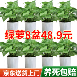 双盟绿萝盆栽除甲醛花卉绿植办公室新房净化空气110竖纹盆8盆源头直发