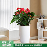 绿韵花田【两小时达】发财树鸿运当头天堂鸟大型绿植公司门口乔迁送礼 红掌盆栽