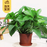 樱霞【顺丰上门】绿萝盆栽室内植物绿植水培长藤垂吊大叶绿箩阳台家用 110#原盆绿萝一盆+肥料