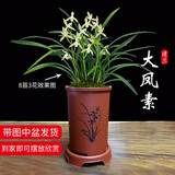 劉閣蘭花四季素心大凤素夏带花苞出售有香味的花苗室内阳台绿植物花卉盆栽 5-8苗带棕色知春款仿紫砂盆