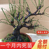 花竹恋绿梅盆景树桩盆栽浓香耐寒绿萼梅花苗阳台庭院花卉植物室内外四季 绿梅8年树桩(盆景型) 不含盆