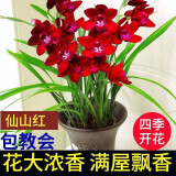 星雨香（XINGYUXIANG）超香 兰花 室内盆栽 花卉绿植 兰草植物兰花苗 仙山红 1苗新手试养