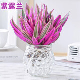 绿荫巷子紫露兰绿植盆栽桌面办公室内油画婚礼小绿色好易养活花卉水培植物 水培【紫露兰】圆玻璃瓶+水宝宝