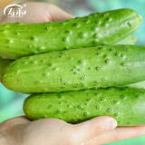 寿禾 旱黄瓜种子强雌籽种各种水果青瓜秋季四季蔬菜寿光种籽 趴地黄瓜种子10g约350粒