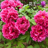 行湘牡丹花苗花王绿植盆栽花卉庭院地栽植物 6-8叉不含盆 源头直发