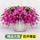 花翁新品蟹爪兰盆栽绿植花卉 紫色50-60颗+仿木桶盆源头直发