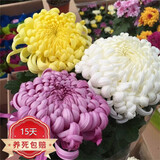 种花迷菊花盆栽植物开花大菊花带花苞乒乓菊长寿花盆栽植花卉 龙爪菊（ 混色龙爪菊（苗5棵）