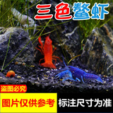 噢水噢鳌虾观赏虾鱼缸淡水宠物大型水族活体虾龙纹天空蓝魔红白蓝小鳌虾 鳌虾2-3厘米随机6只