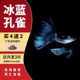 疯狂水草孔雀鱼活体水族宠物观赏鱼冷水耐活小型热带鱼淡水鱼苗 冰蓝观赏鱼【共6条】