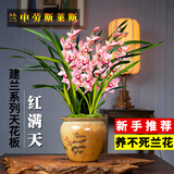 劉閣蘭花兰花苗 香妃 有香味的夏带花苞出售室内外花卉绿植盆栽草观花植物 红满天5苗 加盆土肥说明书