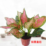 春花妙意红如意皇后红叶万年青皇后创意盆栽花卉植物 红如意2颗22cm高一盆 不含盆
