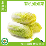 北菜园有机娃娃菜400g 有机新鲜蔬菜【进店多样加购】 火锅涮菜