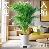 植男植女客厅绿色植物散尾葵大型绿植凤尾竹室内盆栽轻奢夏威夷竹源头直发