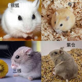 小仓鼠活体送笼子金丝熊银狐布丁紫仓次日达奶茶公婆奶牛熊活体 银狐+布丁 一公一母