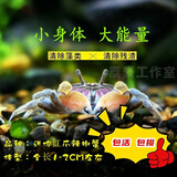 黑壳虾活体观赏花腰虾除藻虾辣椒蟹淡水鱼草缸虾苹果螺清洁虾工具 除藻迷你辣椒蟹12只包活10只