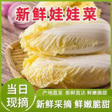 【超市品质】新鲜精品娃娃菜现砍现发小包装新鲜蔬菜生鲜产地直发 新鲜娃娃菜1*(3棵)*1包