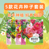 绿林花语5款花卉种子套装花籽组合格桑花太阳花凤仙花阳台盆栽庭院四季种