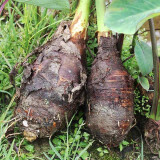 南方美农【顺丰发货】广西特产正宗荔浦芋头新鲜香芋槟榔芋蔬菜特大一级 9斤5-9个