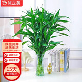 沭之美富贵竹水培绿植小富贵竹60-70cm10支+30六角瓶【竹叶款】源头直发