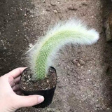 多肉植物组合盆栽小绿植花卉玉露大颗好养室内精品肉肉阳台喜光 九尾狐6-8cm高加盆土