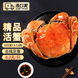 【现货】今锦上 六月黄鲜活大闸蟹 12只装1.3-1.6两/只 现货螃蟹礼盒 去绳足重