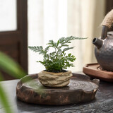 八芽海岛罗汉松指尖微型盆栽桌面小绿植迷你拇指好养植物源头直发包邮 凌云狼尾蕨 陶瓷盆-带盆栽好