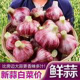 【现挖湿蒜】2024年新鲜红皮鲜蒜紫皮大蒜蒜种糖蒜醋蒜腊八蒜腌制 2024[现挖新蒜]正宗紫皮 1g 热卖[3斤优选大果]蒜香味美